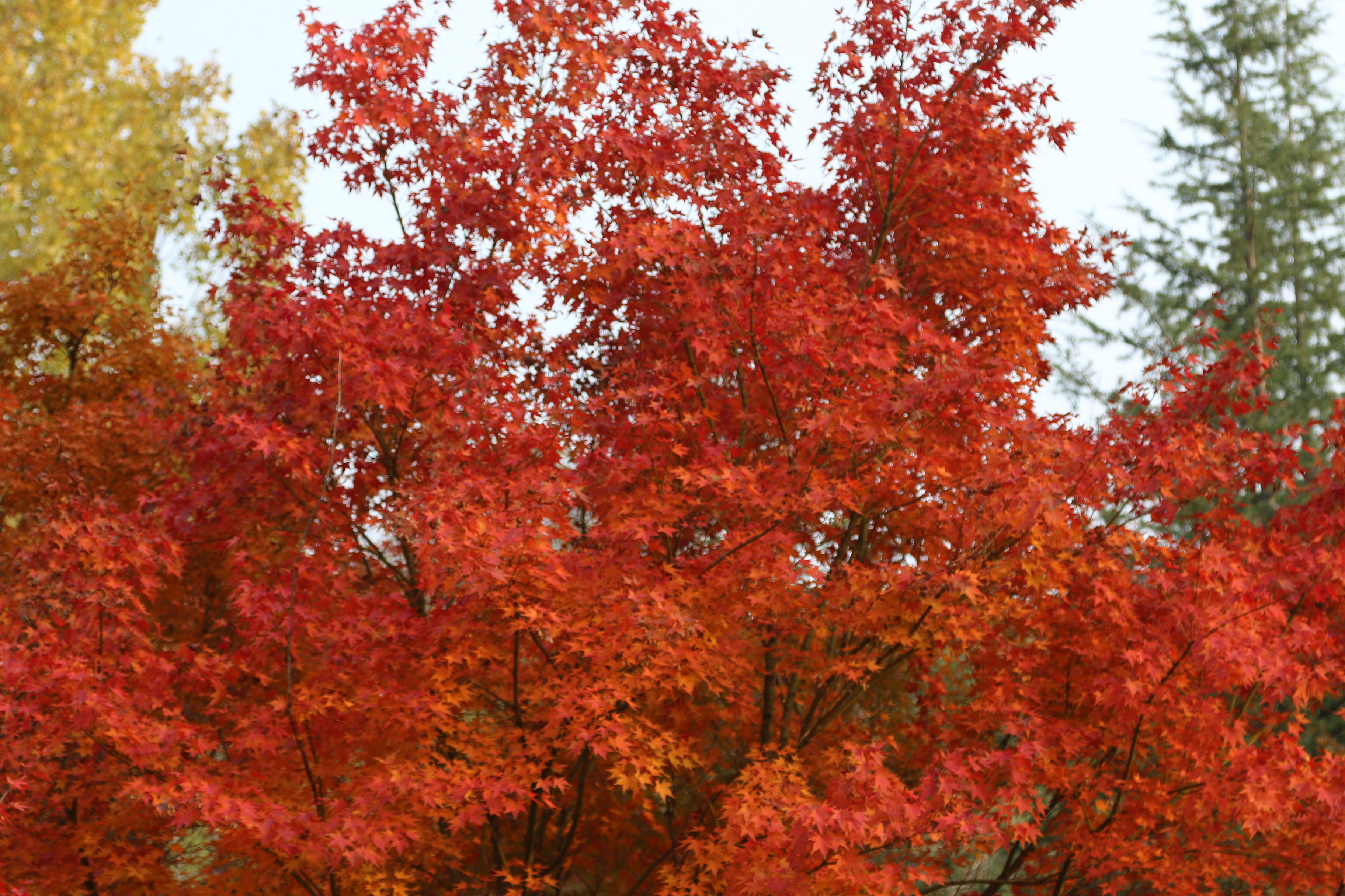 娲皇宫的深秋 “红”得五彩斑斓